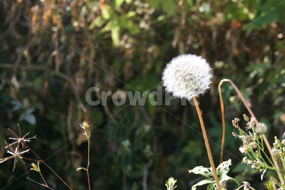 민들레,풀,산,산속,자연