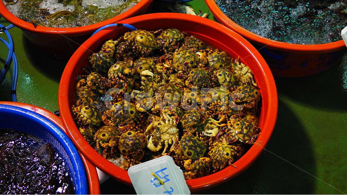 수산시장,게,소래포구,해산물,싱싱한,신선한,식재료,crab,게딱지,바다,market,맛있는,건강한,시장,마트,마켓,market,mart,market place,음식,식재료,요리,food,cook,meal,dishes,food reserves,수산물,해산물,fishery products,seafood