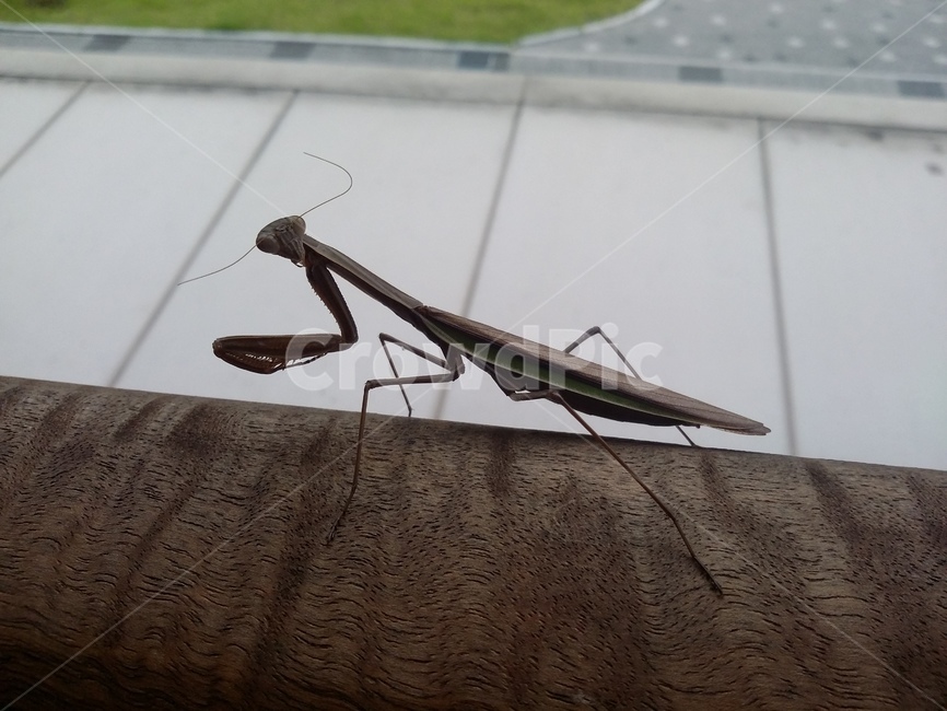 곤충,insect,animal,동물,사마귀,곤충,벌레,insect,bug