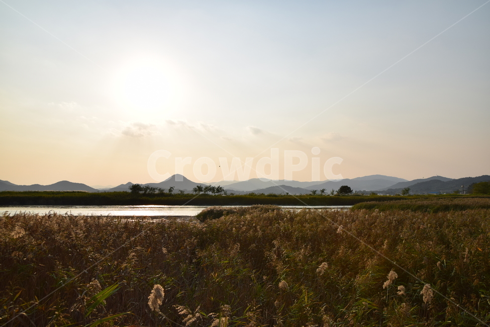 순천만,갈대,갈대숲,일몰,순천,가을,계절,fall,autumn,season,nature,자연,outdoors,옥외,land,땅,light,빛,flare,플레어