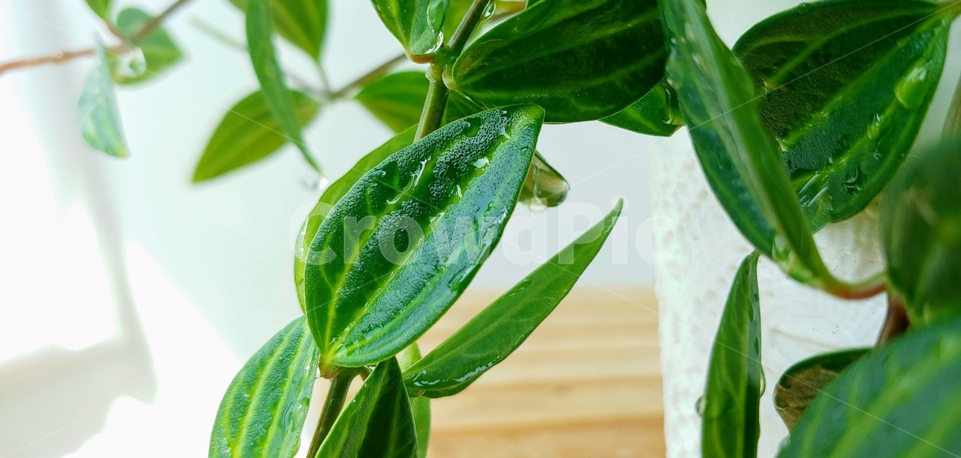 녹색잎,leaf,잎,plant,식물