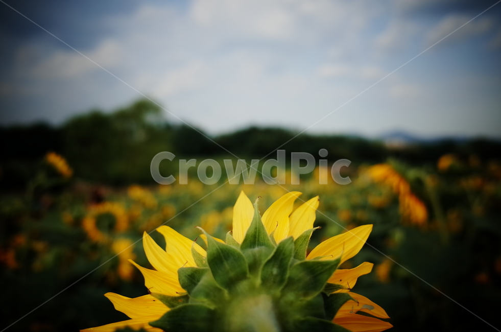 해바라기,접사,뒷모습,비네팅,여름,늦여름,해바라기밭,식물,자연,plants,nature,꽃,flower