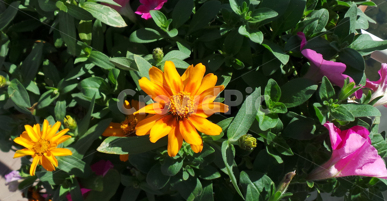 꽃,화초,노랑꽃,식물,플라워,식물,자연,plants,nature,꽃,flower