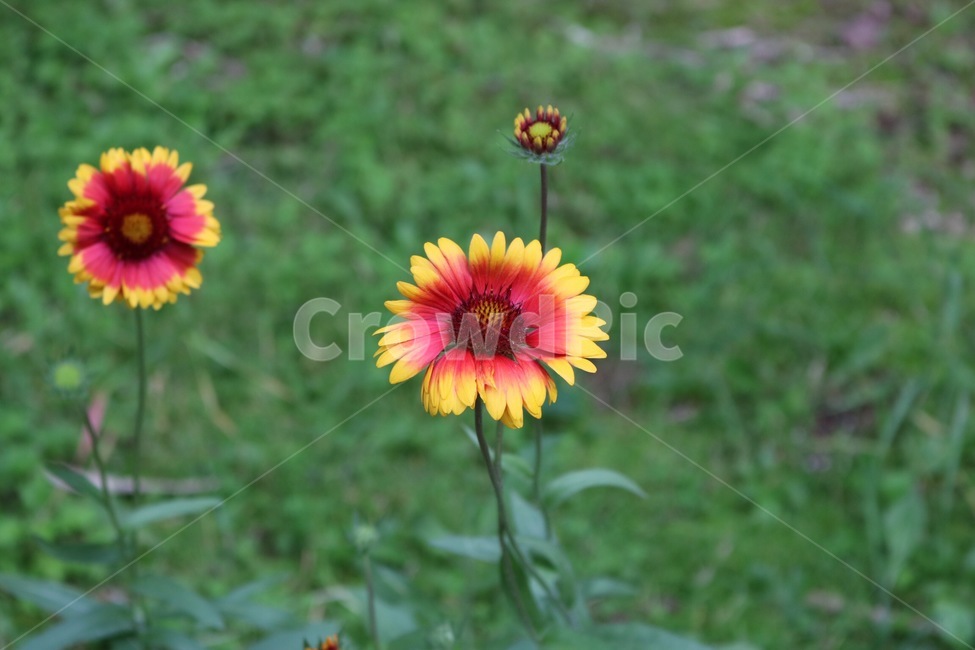 꽃,식물,자연,초록,flower,plants,nature,green,hana,shokubutsu,midori,노랑,yellow,kiiro,식물,자연,plants,nature,꽃,flower