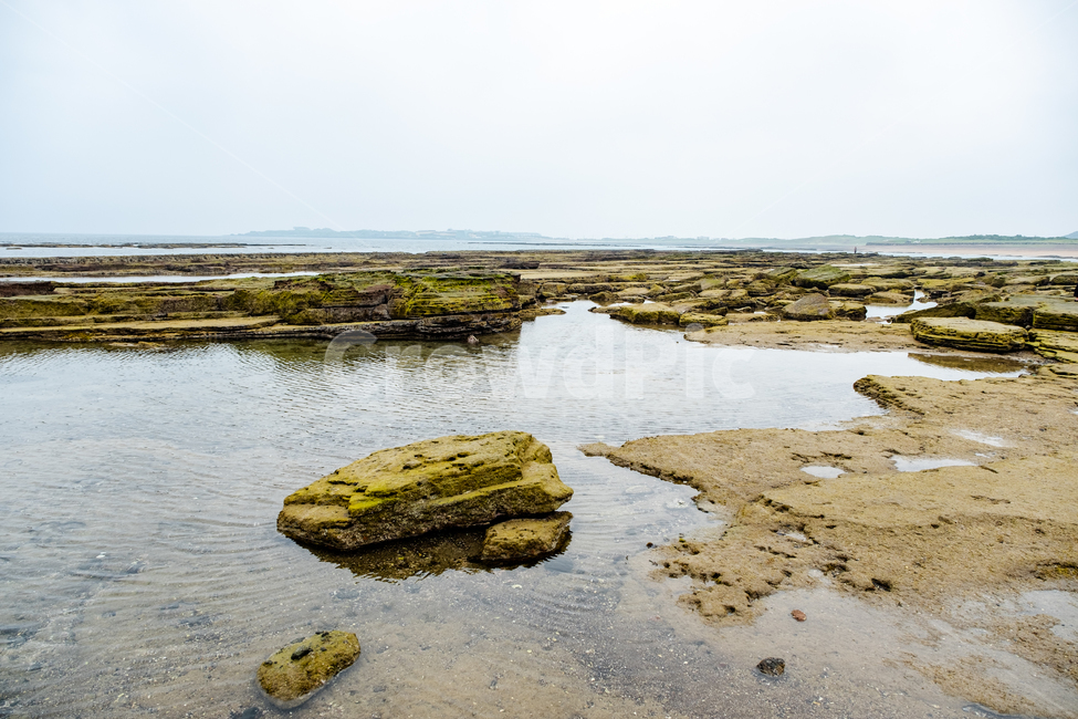 자연,제주,제주도,nature,섬,jeju,풍경,아름다운풍경,물,돌,이끼,광치기해변,해변가,흐린날,바다,water,outdoors,땅,land