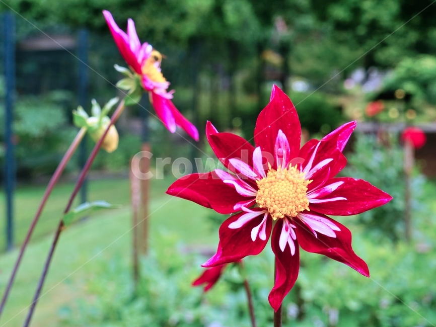 다알리아,꽃,식물,정원,plant,garden,flower,꽃,flower