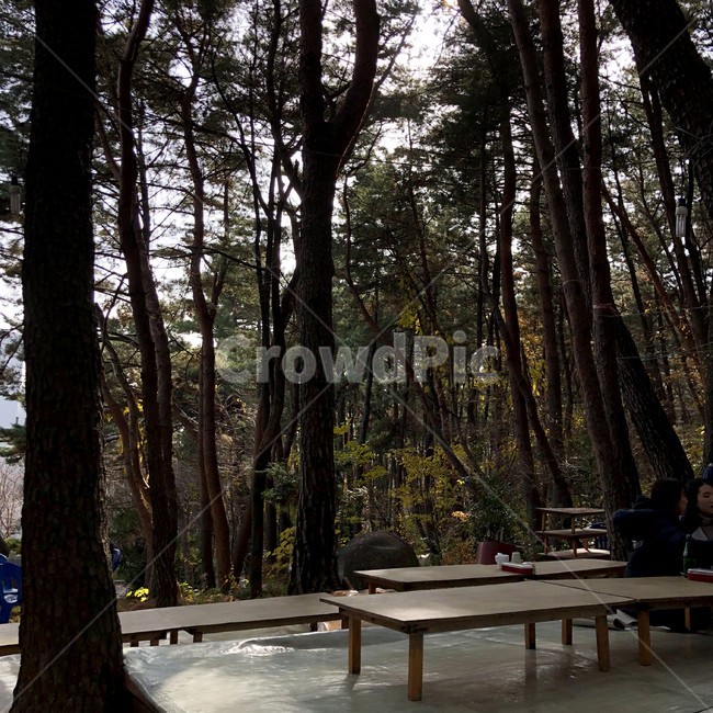 식당,등산,숲,산,자연