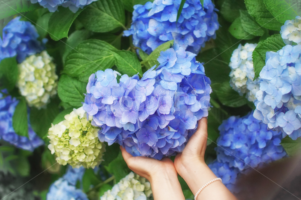 꽃,수국,하트수국,꽃받침,flowers,식물,자연,plants,nature,꽃,flower,사람,인물,인간,human,person,신체일부,몸,body,감정표현,기분,feeling,emotion,감성,sensible
