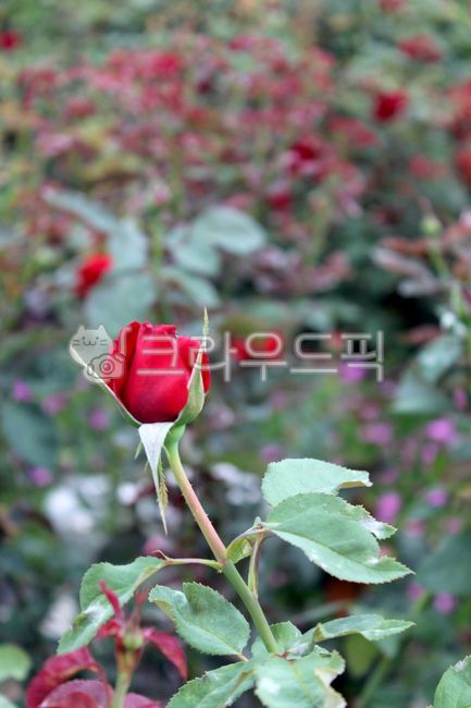 장미,장미꽃,장미꽃밭,장미공원,장미축제,빨간장미,붉은장미,빨강,빨간색,꽃,뷰티,식물,플라워,꽃송이,꽃밭,정원,원예,화훼,힐링,감성,색깔,색상,색체,색감,rose,flower,blossom,plant,season,outdoor,garden,자연,nature,summer,여름,beautiful,식물,자연,plants,nature,꽃,flower