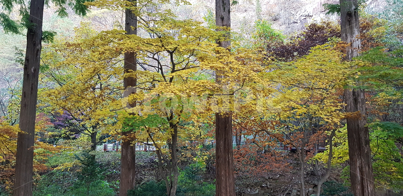 단풍,가을,단풍나무,나무,나무가지,갈색,노랑,자연,풍경,나무줄기,식물,plant,treetrunk,tree,연두