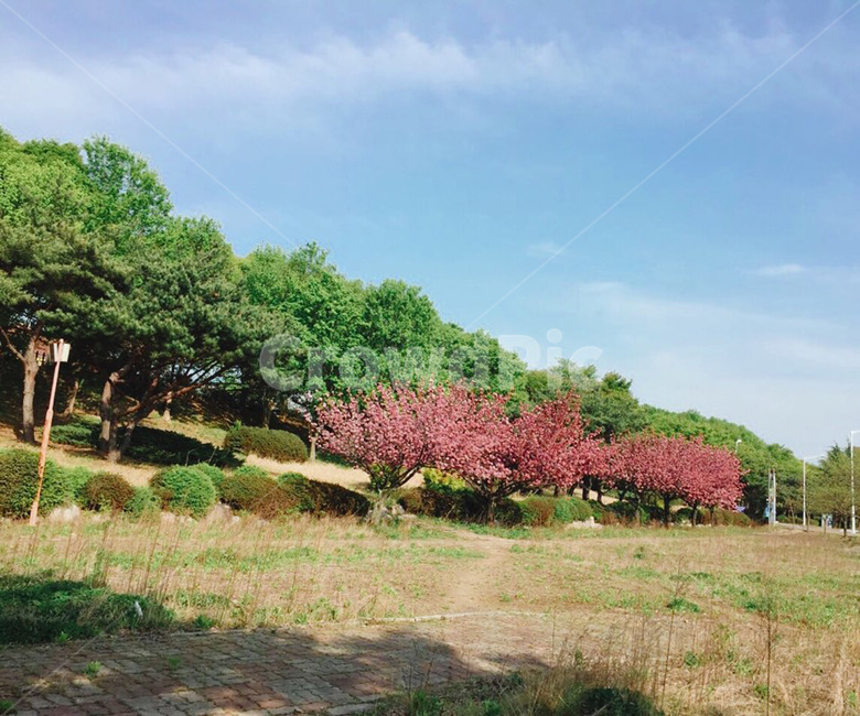 분홍꽃,나무,하늘,구름,초록,야외,자연,식물,pink,green,sky,tree,nature,cloud,자연,풍경,nature,landscape,plant,outdoors,옥외,grass,잔디