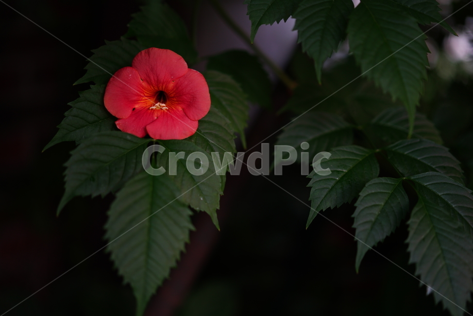 능소화,꽃,컬러,색감,주황,생명,식물,생물,flower