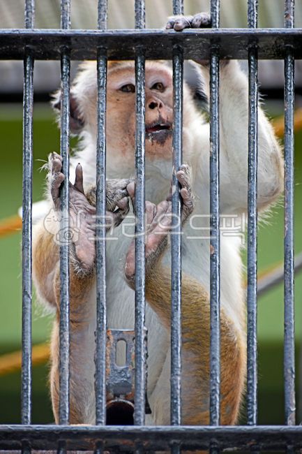 monkey,Japanese macaque,wire mesh,monkey in wire mesh,ape
