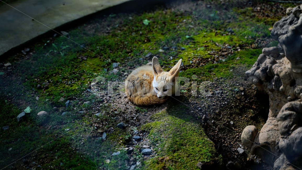 사막여우,여우,동물,fox,휴식,수면,동물,animal,포유류,mammal