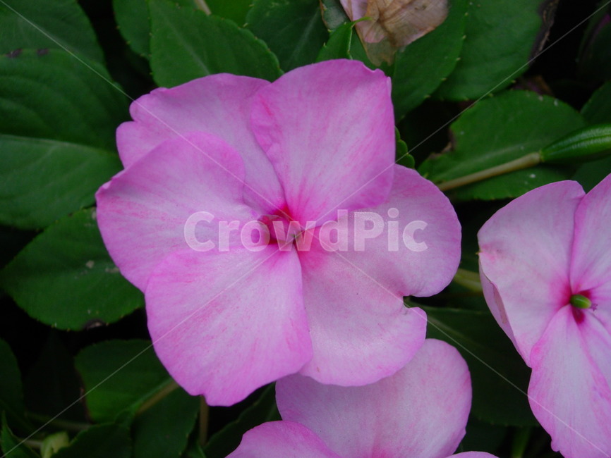 식물,제라늄,꽃,blossom,flower