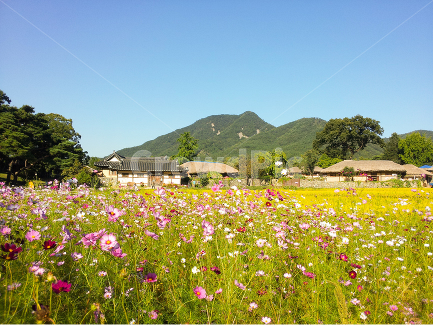 외암민속마을,가을,코스모스,꽃,풍경,벼,시골,마을,풍경,landscape,country,rural,town