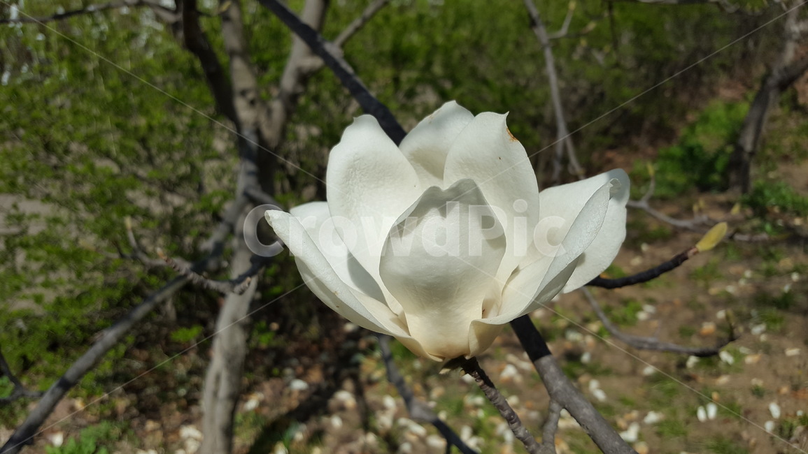 목련,꽃,야생화,식물,흰꽃,식물,자연,plants,nature,꽃,flower