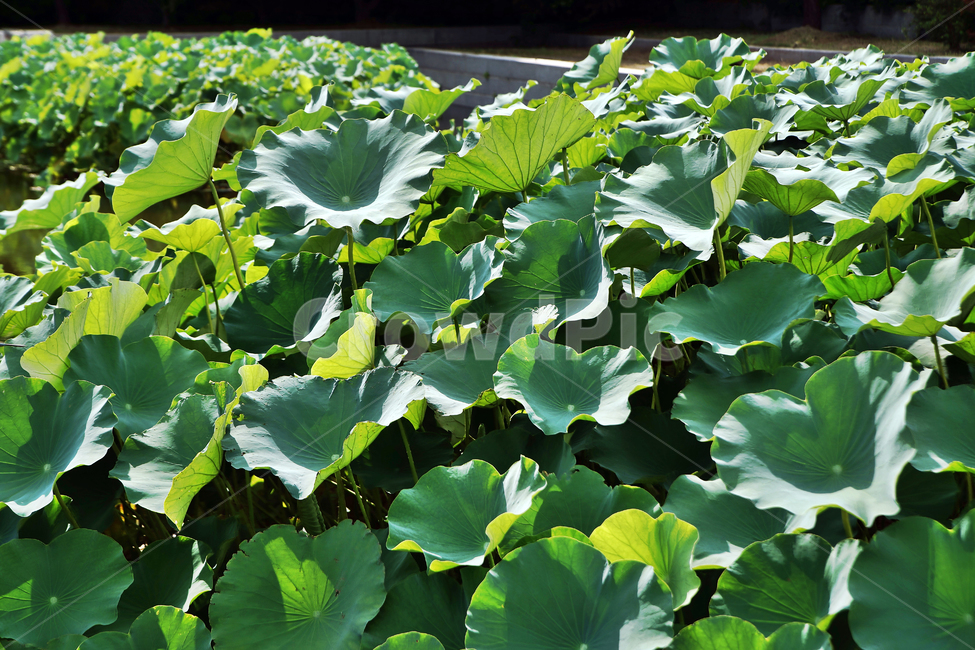 정원,연,연잎,계절,여름,월미공원,식물,자연,plants,nature