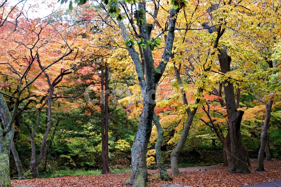 가을,단풍,낙엽,자연,나무,풍경,울긋불긋,계절,아름다움,식물,숲속,fall,trees,nature,autumn,season,단풍잎,단풍나무,자연풍경,감성,가을,계절,fall,autumn,season,자연,풍경,nature,landscape,식물,plants,나무,trees,wood,tree,plant,tree trunk,나무 줄기