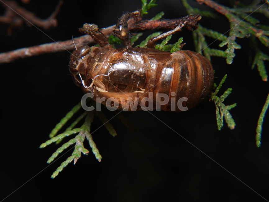 자연,곤충,매미,동물,벌레,허물,탈피,나뭇가지,곤충,벌레,insect,bug