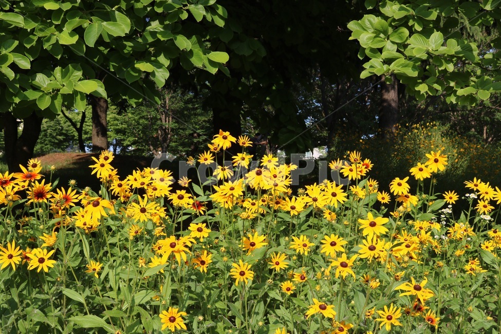 꽃,식물,햇빛,노랑,초록,자연,flower,plants,sunshine,sunlight,yellow,nature,hana,shokubutsu,hizashi,kiiro,midori,green,나무,tree,ki,식물,자연,plants,nature,꽃,flower