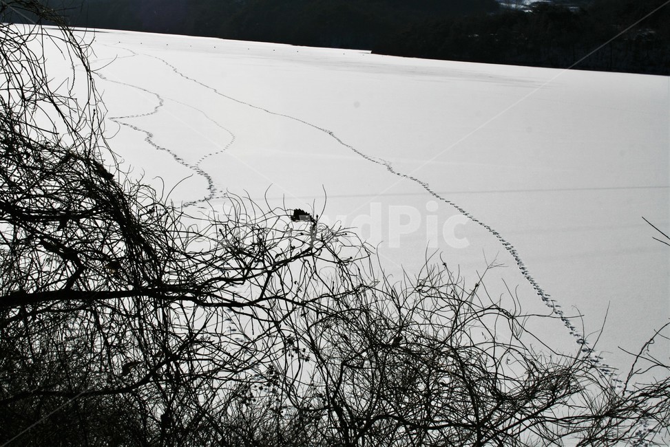수달발자국,괴산호,달천,수달흔적,얼음판,눈,겨울,계절,winter,season,자연,풍경,nature,landscape
