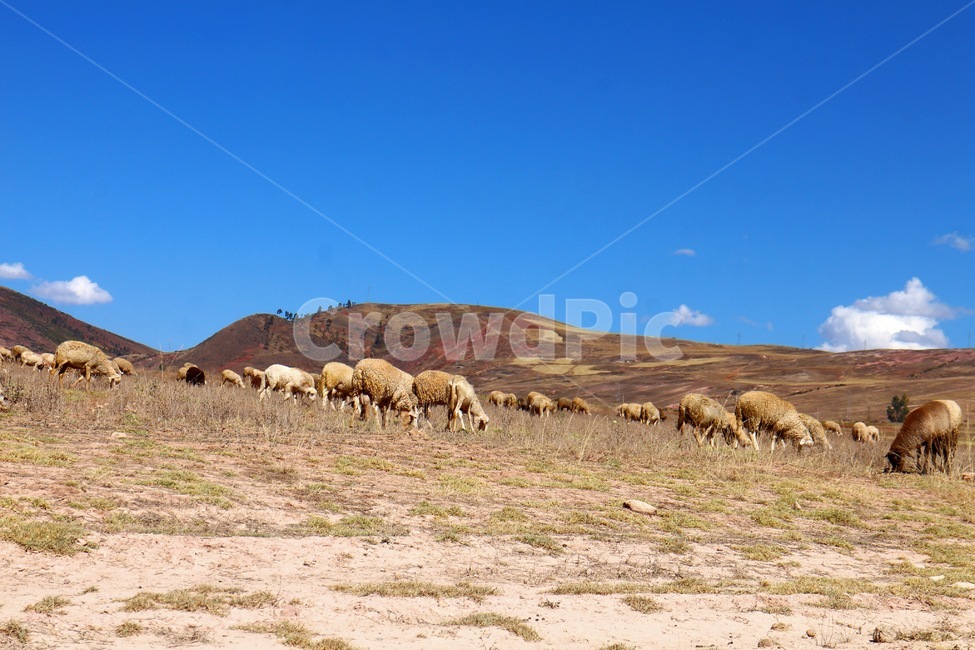 양,자연,풍경,하늘,sheep,nature,landscape,sky