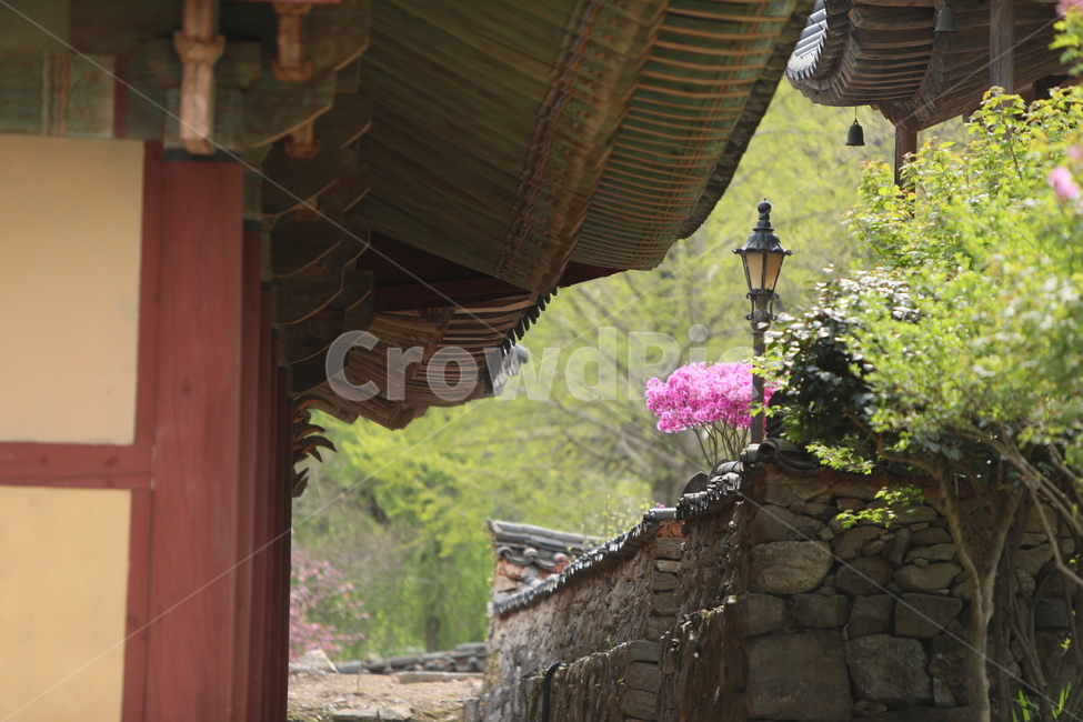 순천,선암사,만첩왕벚,겹벗꽃,벗꽃,사찰,봄,꽃,한국전통,한국문화,korean traditional,korean culture,건축물,건물외관,exterior,building,structure,architecture,construction