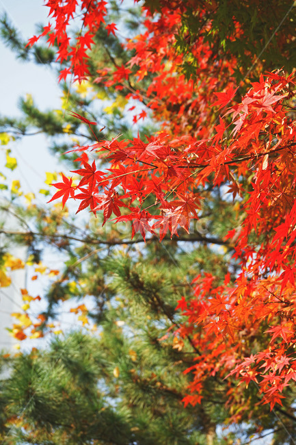 가을,단풍,메이풀,계절,자연,식물,나뭇잎,가을,계절,fall,autumn,season,plant,leaf,잎,tree,나무,maple