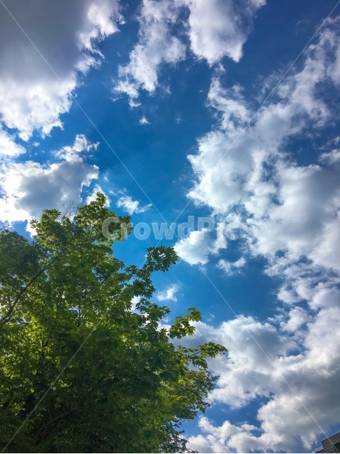 나무,하늘,파란하늘,tree,sky,구름