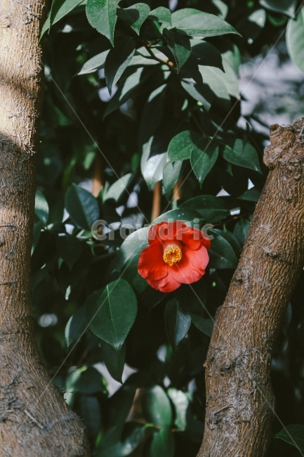 꽃,동백꽃,동백,겨울,식물,감성사진,flower,camellia,winter,식물,자연,plants,nature,꽃,flower,감성,sensible,feeling