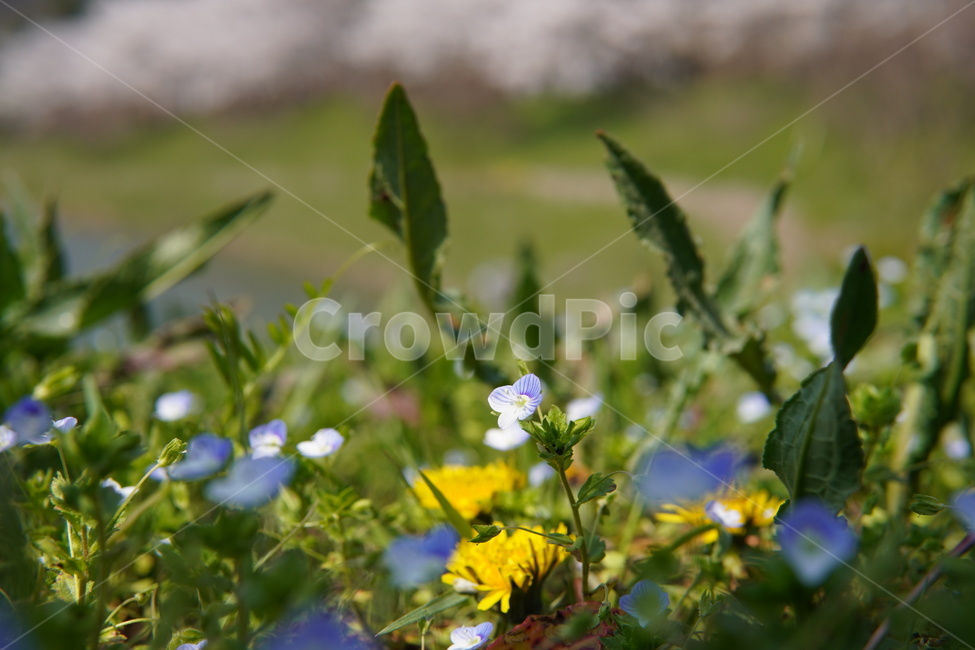 꽃,plant,식물,저수지,봄,4월