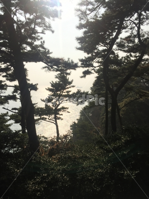 소나무,하늘,바다,나무,암석바위,부산,여행,힐링,햇빛,부산여행,태종대,자연,풍경,nature,landscape,한국자연풍경,한국자연경관,korea nature landscape,식물,plants,나무,trees,wood,tree,plant,fir,전나무,abies,아비,conifer,구과 식물