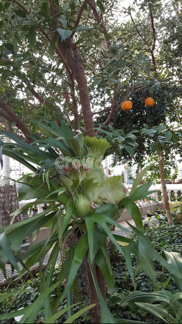 식물,식물원,잎,나뭇잎,초록,숲,나무,연두색,연두,식물,자연,plants,nature