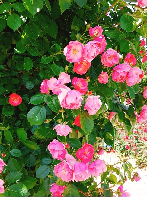 flower,blossom,rose,plant,식물,꽃,장미