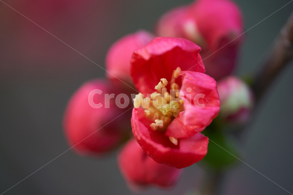 꽃,빨강,접사,macro,red,flower,식물,자연,plants,nature,꽃,flower