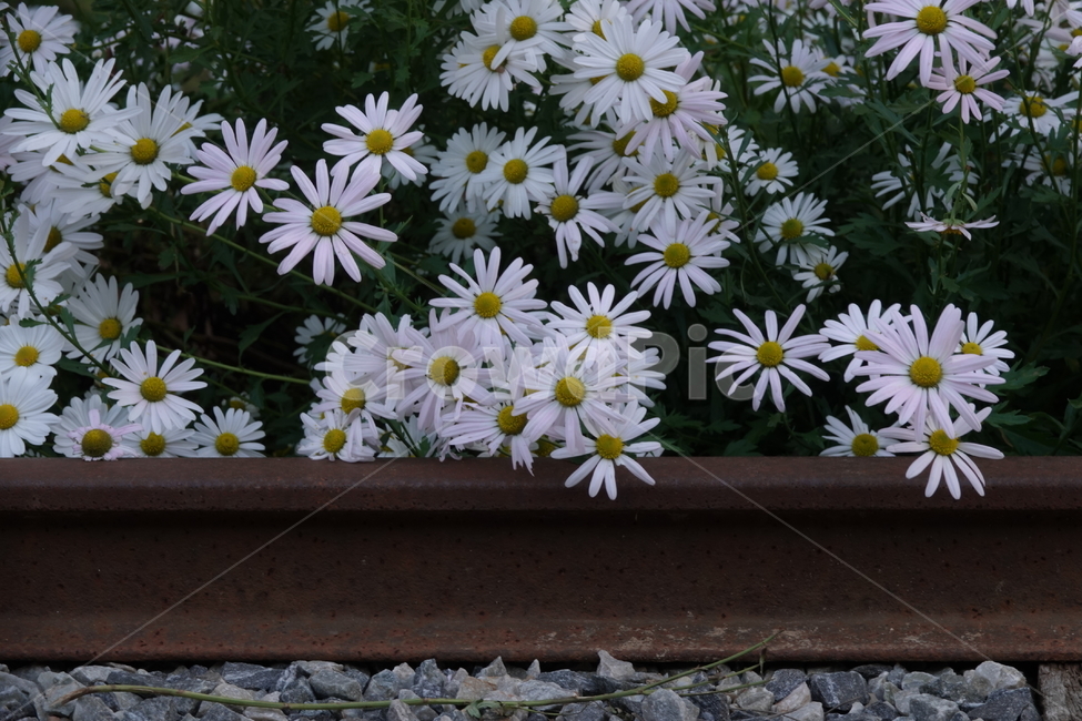 plant,식물,꽃,flower,구절초,가을,철길,레일,선로
