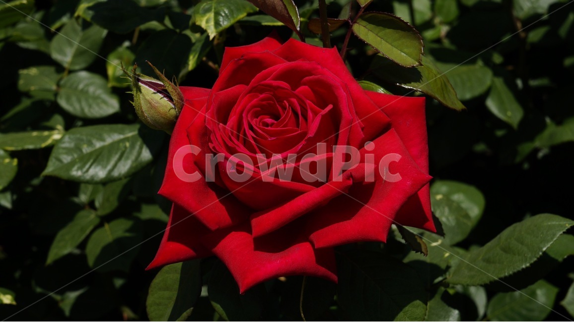 장미,빨간장미,붉은장미,꽃,꽃한송이,flower,자연,nature,red,빨간색,붉은색,빨강,빨간꽃,rose