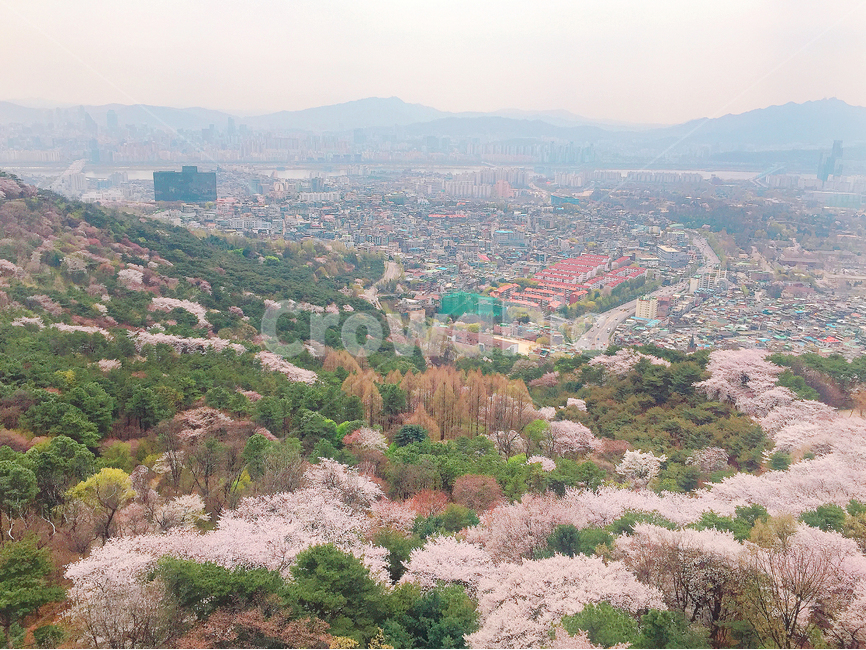 남산,남산길,벚꽃,벚꽃놀이,벚꽃길,봄,계절,spring,season,도시,풍경,city,landscape,한국도시풍경,한국도시경관,korea cityscape,경치,nature,자연,outdoors,옥외,scenery,aerial view,조감도