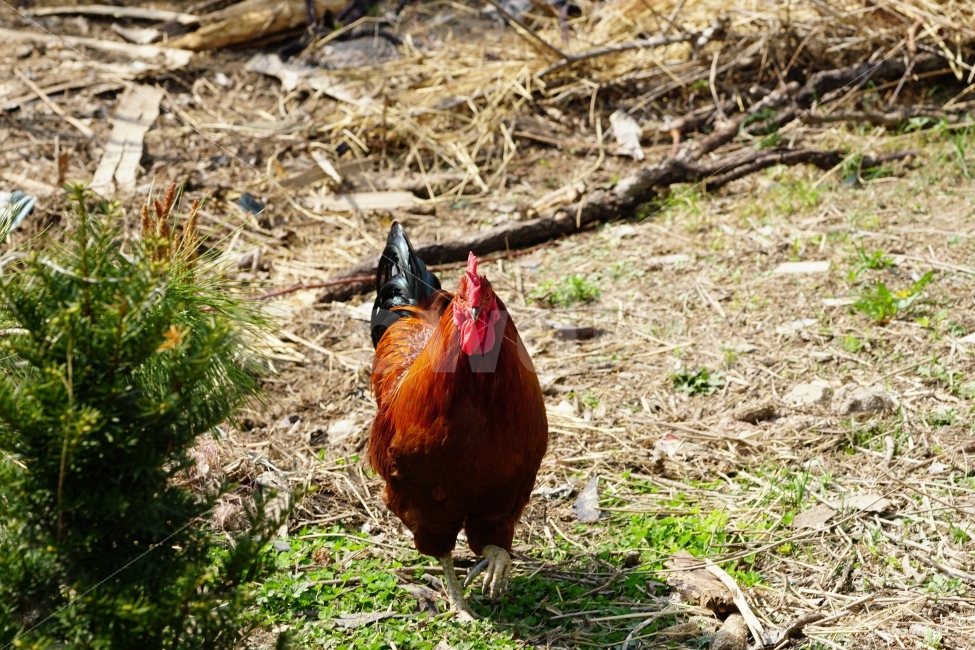 닭,조류,동물,chicken,수탉,암탉,새,bird,animal,생명,풍경,landscape,자연,nature,움직임,이동,걸음,뒤뚱뒤뚱,기웃기웃,닭띠,닭의해,치킨,육류,고기,닭고기,스냅,snap,양계장,목축업,가축,동물,animal,조류,새,birds