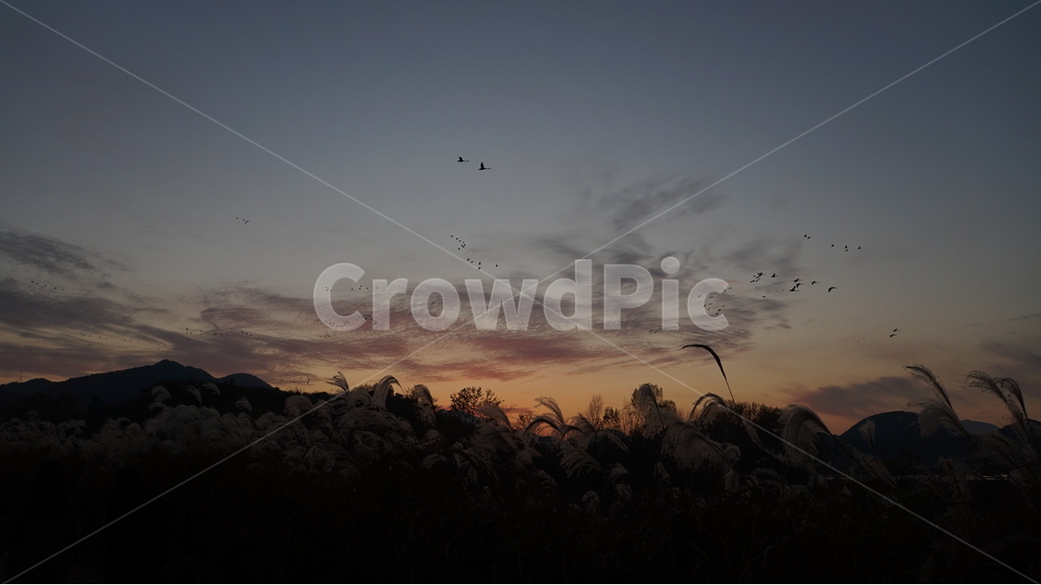 주남저수지,억새,철새,노을,해질녘,sunset,자연,풍경,nature,landscape,plant,식물,grass,잔디,outdoors,옥외