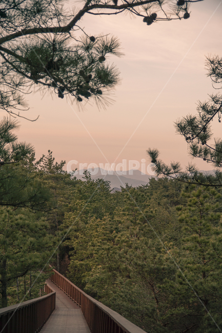 tree,나무,plant,식물,순천,용산전망대,자연,nature