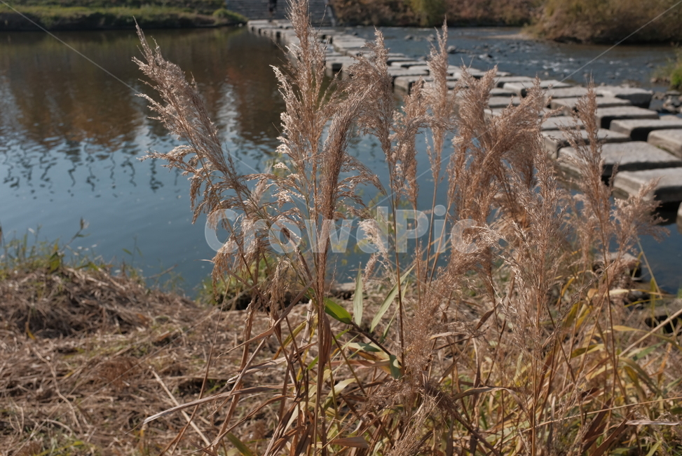 공원,탄천,돌담,야생풀,가을,자연,풍경,nature,landscape,grass,잔디,plant,식물,lawn