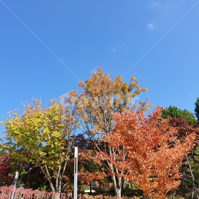 나무,tree,plant,식물,단풍,가을,계절,fall,autumn,season
