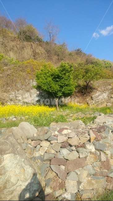 꽃,나무,돌,하늘,산