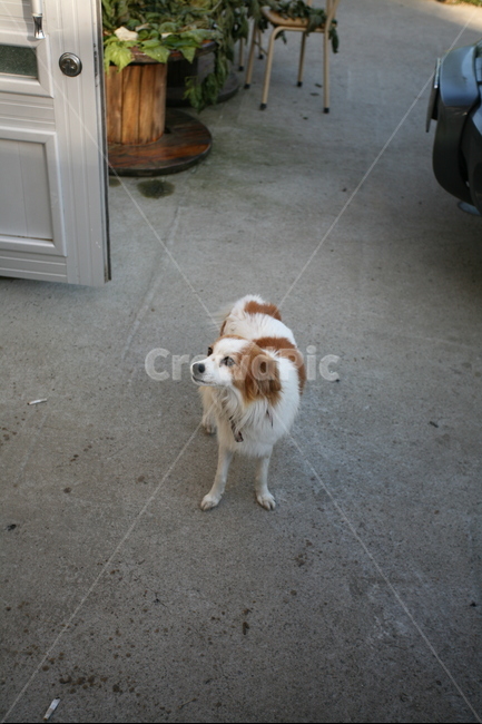 시골,강아지,귀여운,동물,애완견,발발이,브라운,화이트,thecountry,dog,cute,animal,brown,white,동물,animal,포유류,mammal,개,강아지,dog,doggy