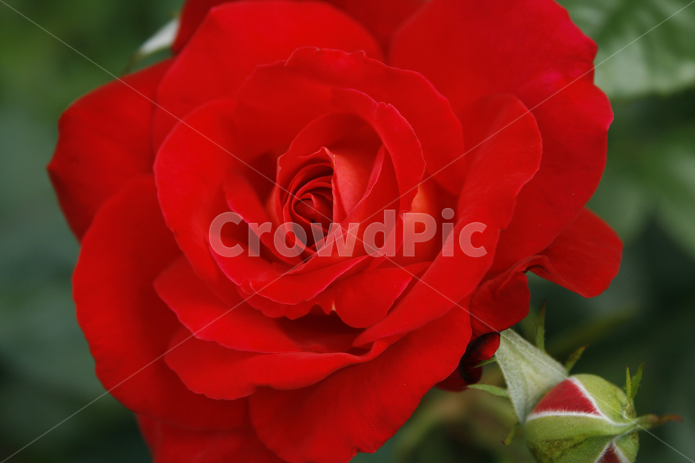 장미,식물,flower,plants,nature,꽃,꽃봉오리,식물,자연,plants,nature,꽃,flower