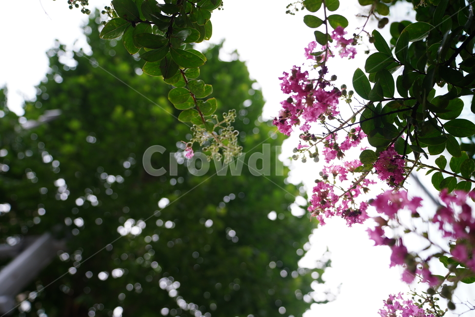 꽃,녹색,색감,자연,플라워,식물,생명,생물,계절,flower