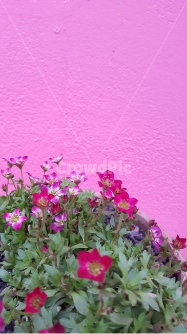 감성,분홍벽,붉은꽃잎,배경이미지,핫핑크,실내용화초,화분,화초,house plant