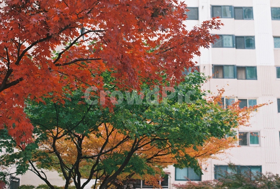 단풍잎,나무,가을,낙엽,빨강,초록,노랑,가을,계절,fall,autumn,season,식물,자연,plants,nature,나무,trees,wood,tree,plant,maple,단풍